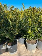 Ilex crenata 40/50, Tuin en Terras, Planten | Struiken en Hagen, Ophalen, Haag