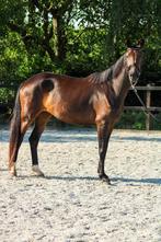 Te koop: 4-jarige merrie, Merrie, Gechipt, Dressuurpaard, Zadelmak