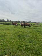 Te koop bonte ooien, Dieren en Toebehoren, Schapen, Geiten en Varkens