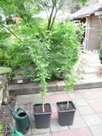 2 x Hibiscus rose/paars hoog 1.50, Tuin en Terras, Planten | Struiken en Hagen, Ophalen, Overige soorten, Struik, 100 tot 250 cm