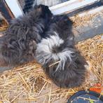 2 zeugjes  met lange haren, April, Vrouwelijk, Cavia