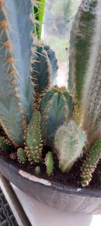 Binnen planten! Cactussen, vetplanten, hangplanten, en meer!, Ophalen, Minder dan 100 cm, In pot, Cactus