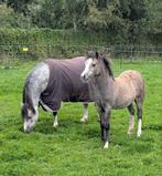 Super lief Welsh a merrie veulen, Dieren en Toebehoren, Pony's, Merrie, Recreatiepony, Gechipt, 0 tot 2 jaar