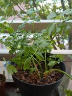 lavas/magie, Ophalen of Verzenden, Minder dan 100 cm, Zomer