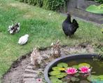 seramakrielen, Dieren en Toebehoren, Vogels | Overige Vogels, Meerdere dieren, Tam