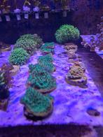 Turbinaria groen/geel koraal stekjes, Ophalen, Gevuld zeewateraquarium, ., Nieuw