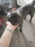 Franse Bulldog, Dieren en Toebehoren, Honden | Bulldogs, Pinschers en Molossers, Particulier, Rabiës (hondsdolheid), Reu, 1 tot 2 jaar