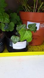 Hedera, Ophalen, Zomer, Volle zon