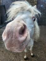Mini hengst jaarling. Vol papier NMPRS & AMHA., Dieren en Toebehoren, Pony's, Gechipt, 0 tot 2 jaar, Hengst, A pony (tot 1.17m)