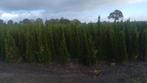 Thuja occidentalis "Smaragd" 125-150-175-200cm smalle plant, Ophalen of Verzenden, Conifeer, Haag, 100 tot 250 cm