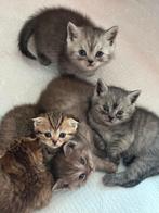 Britse korthaar kittens, Dieren en Toebehoren, Katten en Kittens | Raskatten | Korthaar, Ontwormd, Meerdere dieren, 0 tot 2 jaar