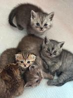 Britse korthaar kittens, Ontwormd, Meerdere dieren, 0 tot 2 jaar