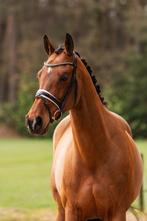 Lieve & talentvolle merrie te koop!, Merrie, Gechipt, Dressuurpaard, L