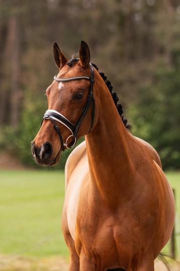 Lieve & talentvolle merrie te koop! beschikbaar voor biedingen