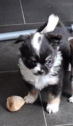Mini chihuahua pups nog 1 reutje, Dieren en Toebehoren, Honden | Chihuahua's en Gezelschapshonden, CDV (hondenziekte), 8 tot 15 weken