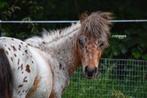 Diverse mogelijkheden Pensionstalling Red Rose Ranch, Weidegang, 4 paarden of pony's of meer