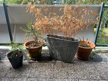 Diverse bloempotten / plantenbakken beschikbaar voor biedingen
