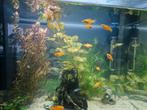 Jonge guppy's en platy's, Vis, Zoetwatervis
