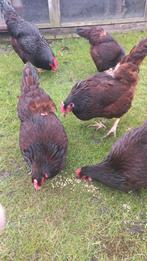 Broedeieren rhode island red, Dieren en Toebehoren, Pluimvee, Geslacht onbekend, Kip