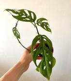 monstera laniata plantje, Ophalen of Verzenden, Overige soorten, Minder dan 100 cm