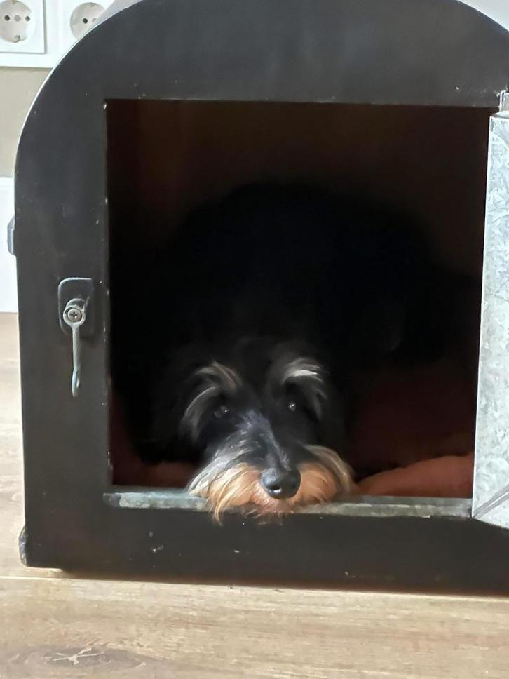 Teckelkist, bench, Dieren en Toebehoren, Hondenhokken, Zo goed als nieuw, Minder dan 65 cm, Minder dan 75 cm, Ophalen of Verzenden