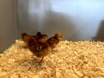 Rhode Island red kriel kuikens hennetjes, gesekst en ingeënt, Dieren en Toebehoren, Pluimvee, Vrouwelijk, Kip