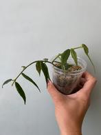 Hoya Paxtonii, Huis en Inrichting, Kamerplanten, Ophalen of Verzenden, Halfschaduw, Minder dan 100 cm