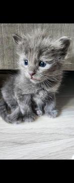 Ragdoll kittens nog 1 meisje te koop