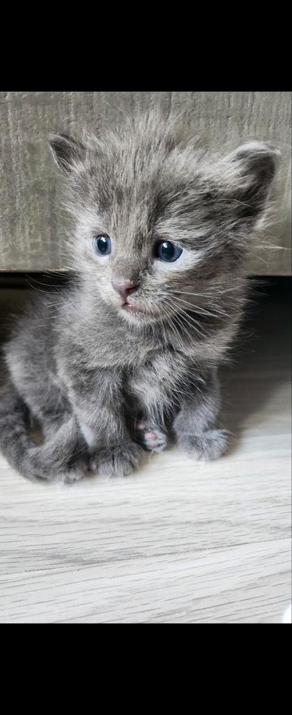 Ragdoll kittens nog 1 meisje te koop, Dieren en Toebehoren, Katten en Kittens | Raskatten | Korthaar
