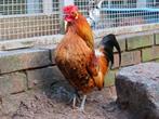 Mini Major, kriel haan, Dieren en Toebehoren, Mannelijk, Kip