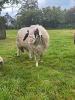 Brilschaap ram, Dieren en Toebehoren, Schapen, Geiten en Varkens, Mannelijk, Schaap
