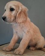 Labradoodle pups, Overige rassen, 8 tot 15 weken, Meerdere, Meerdere dieren