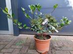 Rhaphiolepis Umbellata 'Ovata' - Indische Meidoorn H: 60 cm., Volle zon, Vaste plant, Lente, Ophalen