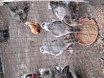 Toulouse ganzen, Dieren en Toebehoren, Meerdere dieren, Gans of Zwaan