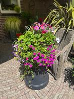 Terras arrangement., Ophalen, Nieuw