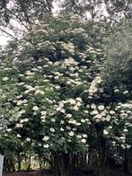Sambuccus nigra en peterselie vlier, Ophalen, Overige soorten, Minder dan 100 cm