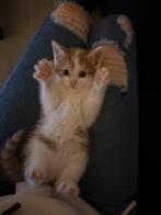 Kittens, Meerdere dieren, Ontwormd