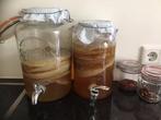 Scoby voor Kombucha, Diversen, Ophalen of Verzenden