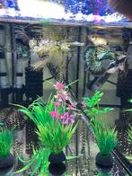 Verschillende Rasguppen!, Dieren en Toebehoren, Ophalen, Zo goed als nieuw, Plant(en), Steen of Hout