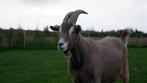 Gecastreerde toggenburger CAE/CL vrij, Dieren en Toebehoren, Mannelijk, Geit, 0 tot 2 jaar
