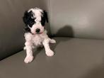 Harlekijn toy/dwergpoedels – één teefje & één reutje, Dieren en Toebehoren, Poedel, Rabiës (hondsdolheid), 8 tot 15 weken, Meerdere