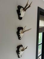 3 geweitjes  gewei van een Ree, Ophalen