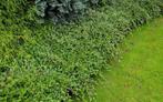Cotoneaster - dwergmispel  heesters, Ophalen of Verzenden, Overige soorten