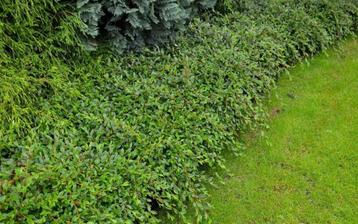 Cotoneaster - dwergmispel  heesters   beschikbaar voor biedingen