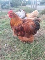 Cochin haantjes, Dieren en Toebehoren, Pluimvee, Mannelijk, Kip