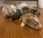 Baby dwerg konijntjes, Dieren en Toebehoren, Konijnen, Meerdere dieren, Dwerg