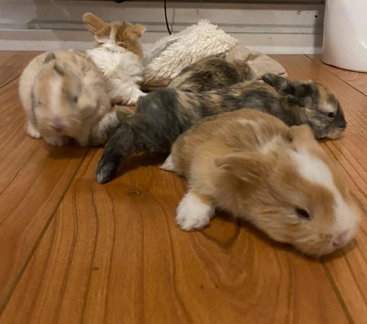 Baby dwerg konijntjes, Dieren en Toebehoren, Konijnen, Dwerg, Meerdere dieren