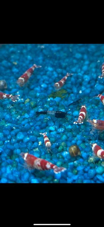 Zwarte rili garnalen beschikbaar voor biedingen