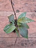 Hoya Nabawensis Splash p6, Ophalen of Verzenden, Halfschaduw, Minder dan 100 cm