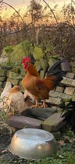 Gratis af te halen. Prachtige hanen, Dieren en Toebehoren, Mannelijk, Kip